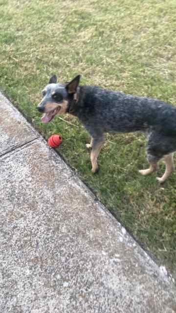 6 yr old blue heeler. Runs like she’s 2 